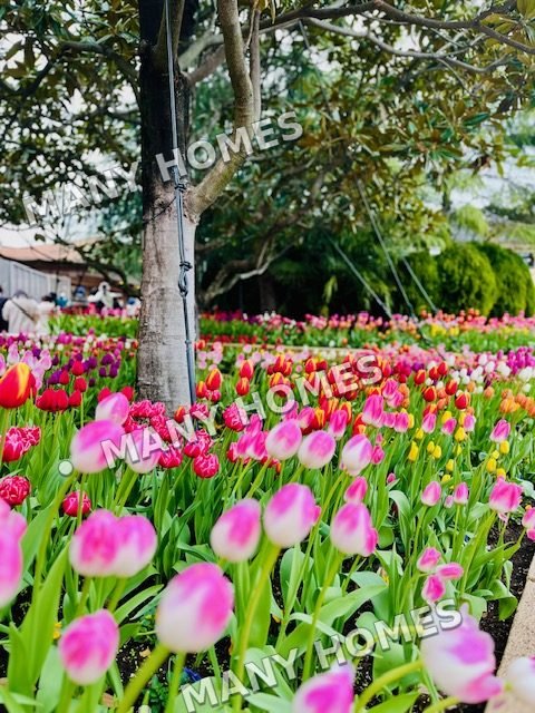 Colorful tulips in bloom.