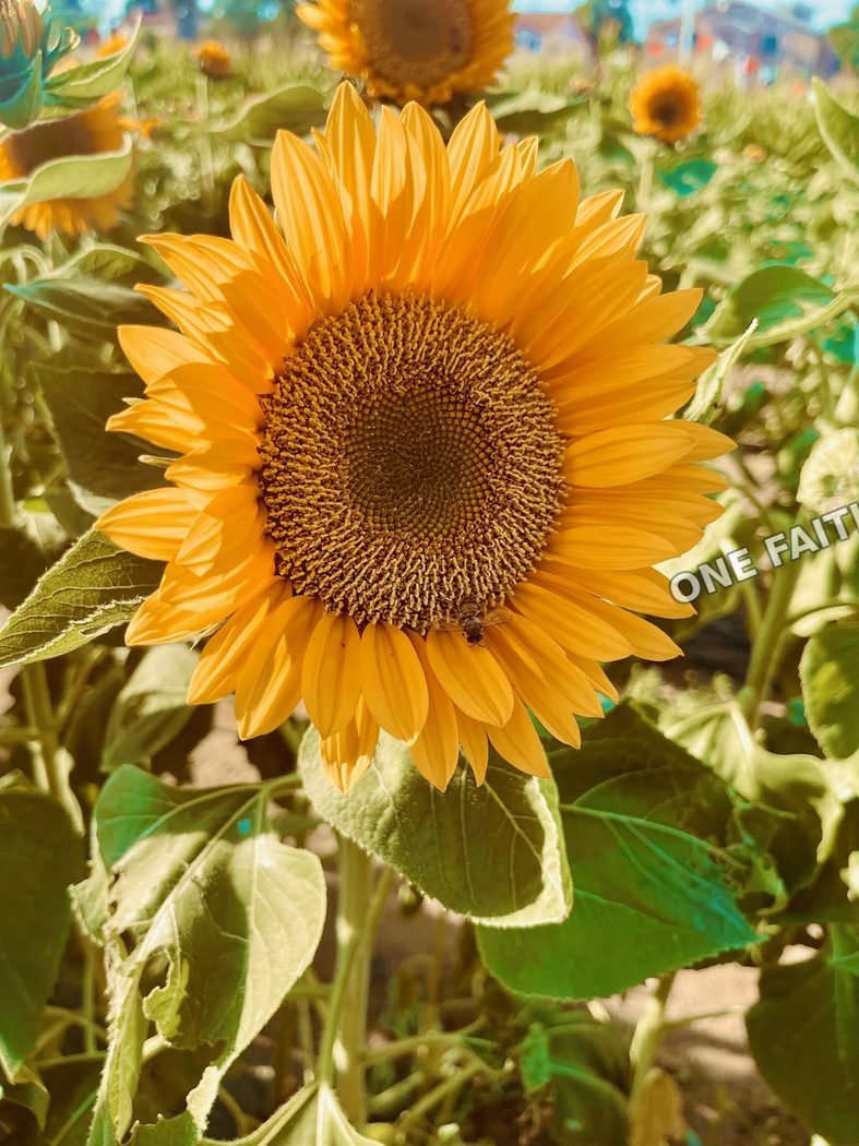 A sunflower blooming in bright sunlight.