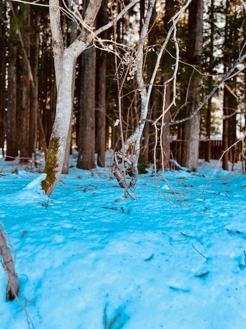 A blue winter stream bordered by snow.