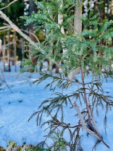 Evergreen branches dusted with snow.